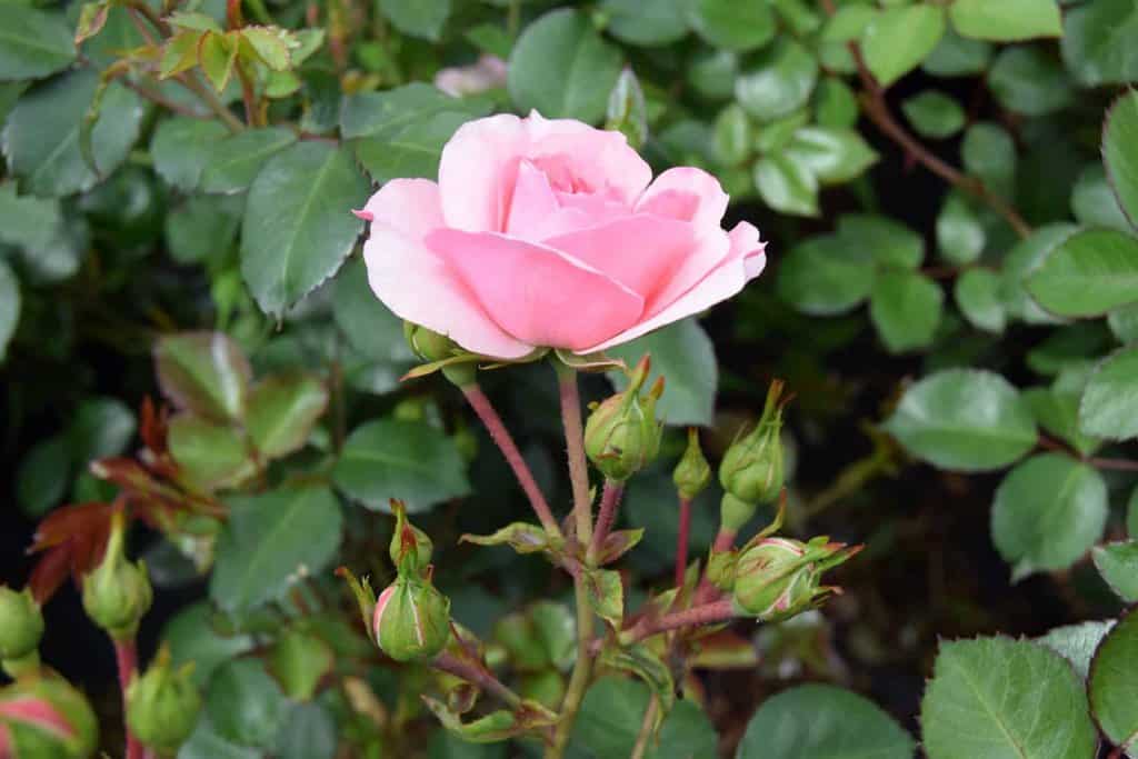 Rosa Bonica ® ---